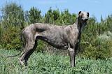 GREYHOUND 156